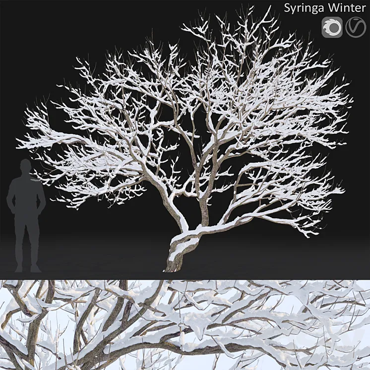 Syringa Vulgaris  Winter tree 3DS Max Model