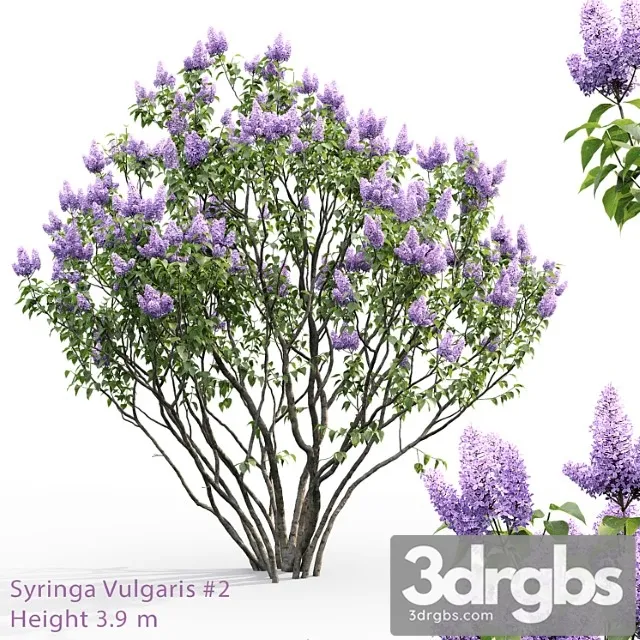 Syringa vulgaris