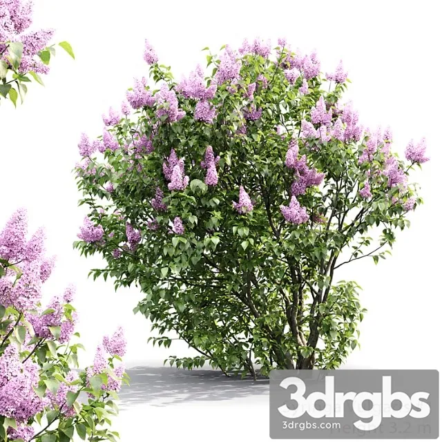 Syringa