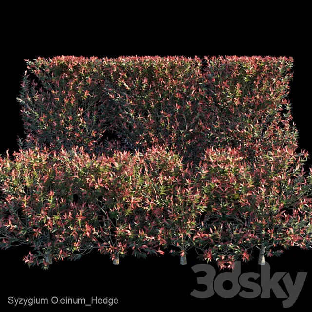 Syzygium Oleinum_Hedge 3DS Max Model