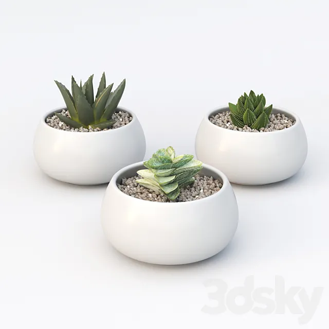 Table succulents 3ds Max