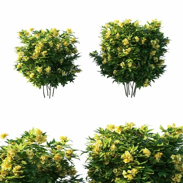 Tecoma stans tree 3dsMax Model