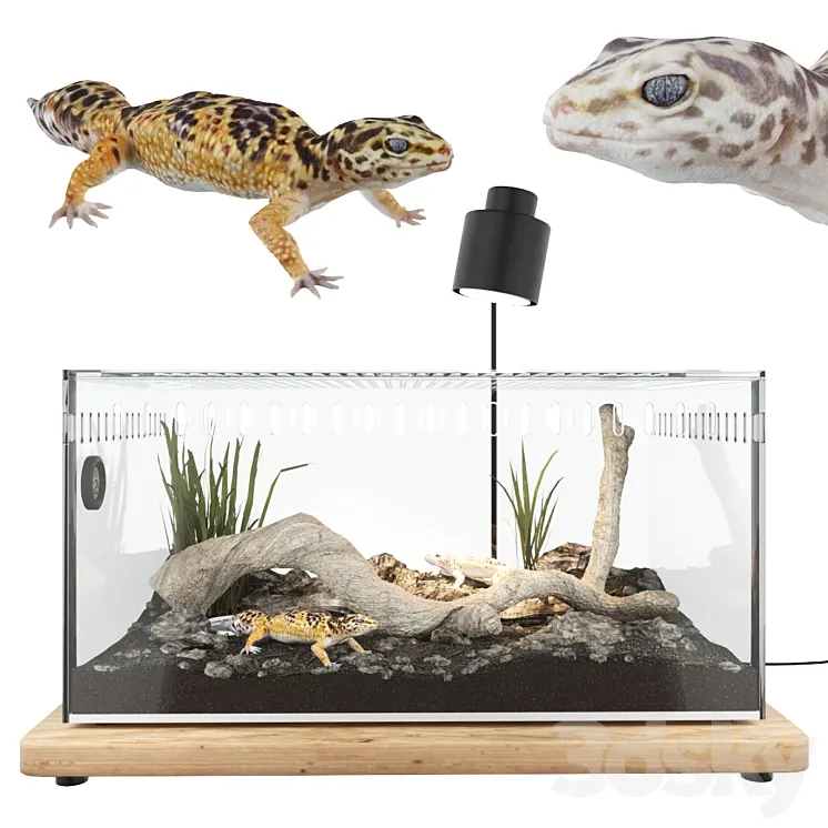 Terrarium with geckos 3DS Max