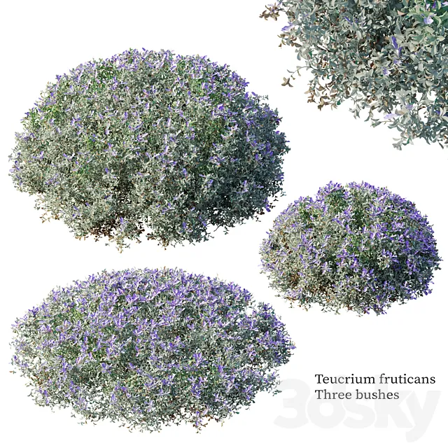 Teucrium fruticans 3ds Max