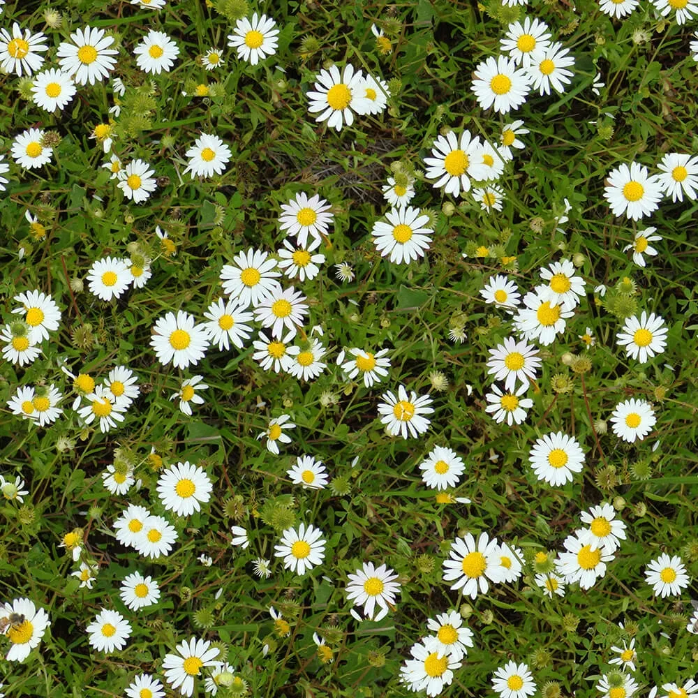 textures – Organic 18 3ds Max