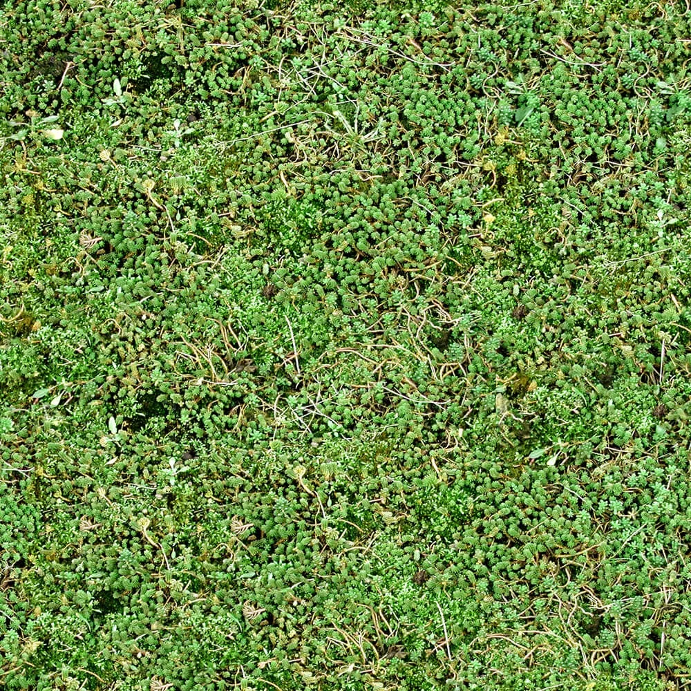 textures – Organic 33 3ds Max