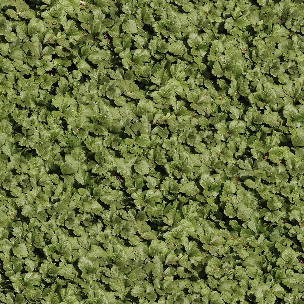 textures – Organic 35 3ds Max