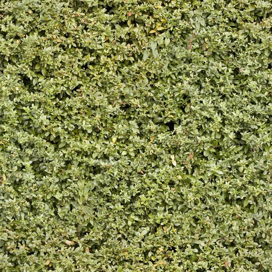 textures – Organic 36 3ds Max