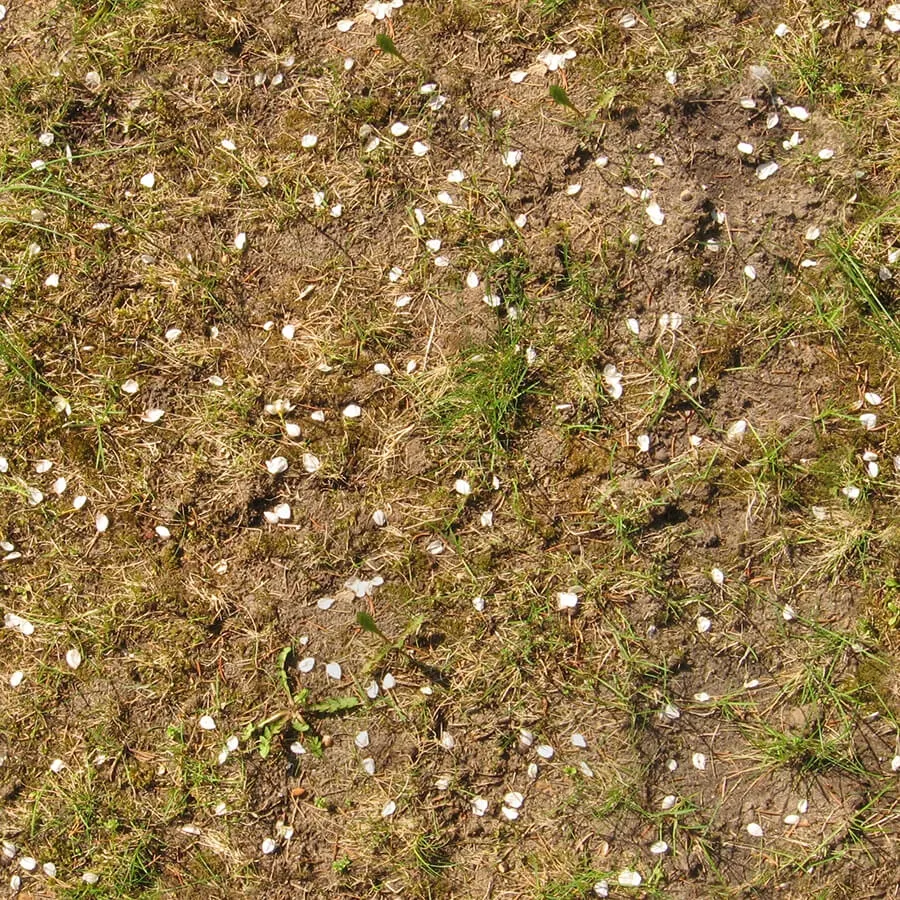 textures – Organic 49 3ds Max