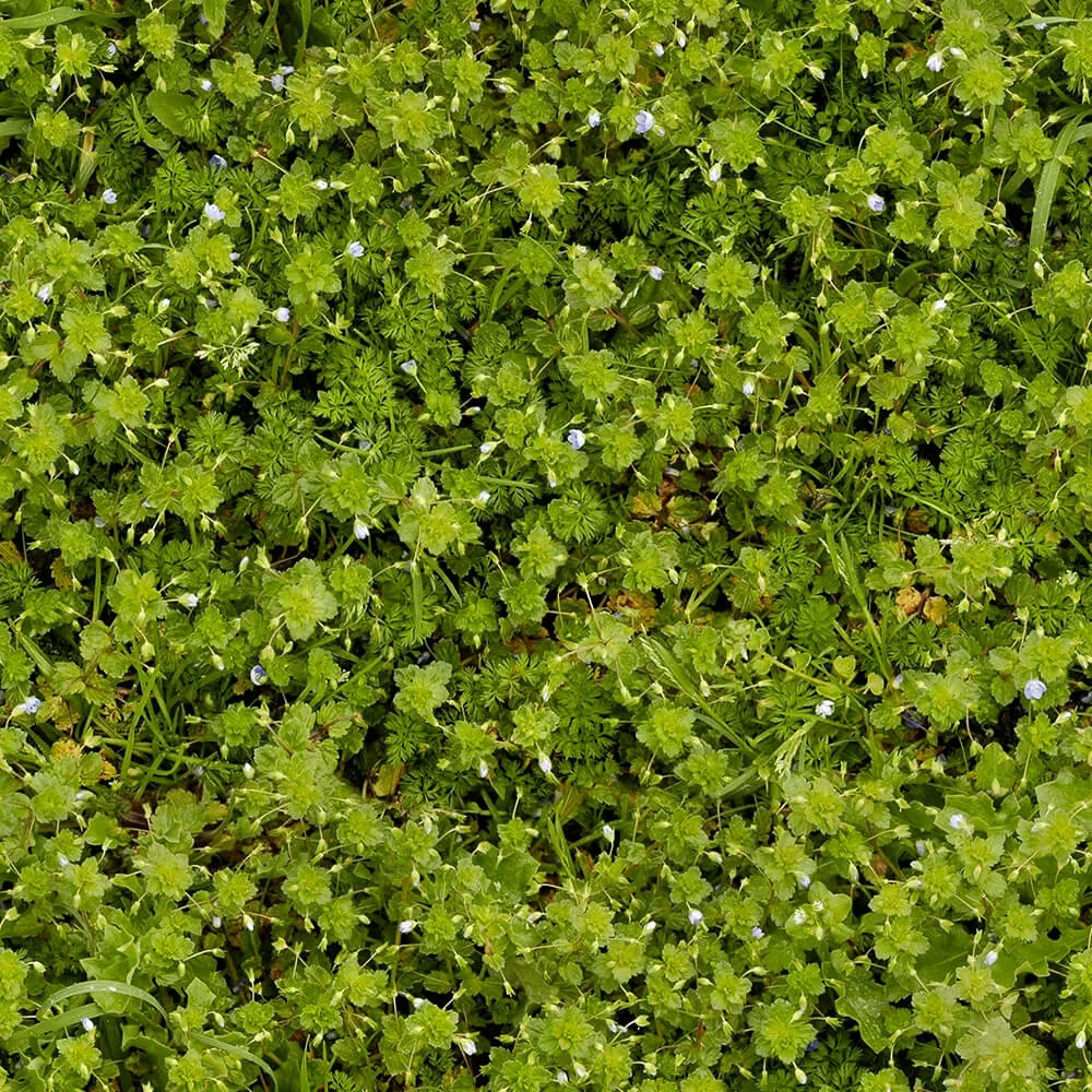 textures – Organic 7 3ds Max