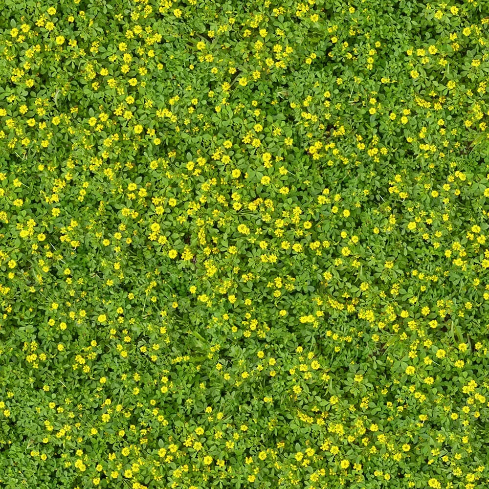 textures – Organic 9 3ds Max