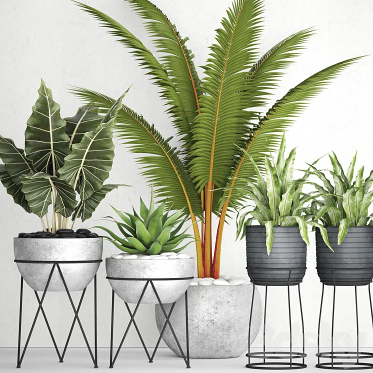 The collection of plants in pots 17. coconut palm alocasia concrete pot stand flower asplenium agave 3DS Max