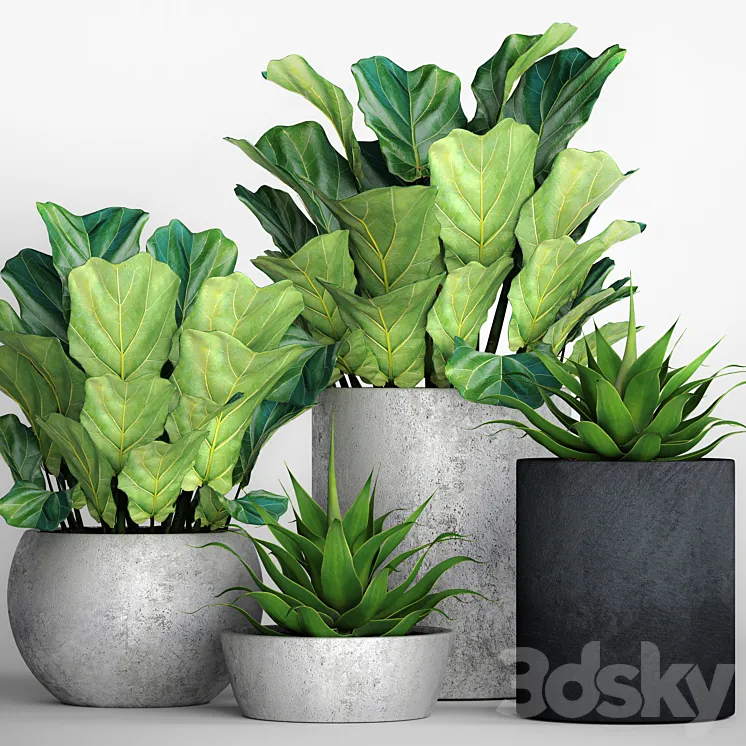 The collection of plants in pots 18. ficus lyre flower pot flowerpot concrete bush agave interior decorative lyrata 3DS Max
