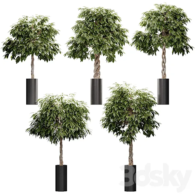 The ficus is large. 5 models 3ds Max