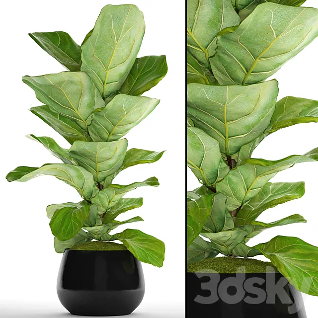 The ficus is lyrate. 13. ficus lyrata flower bush pot flowerpot 3ds Max