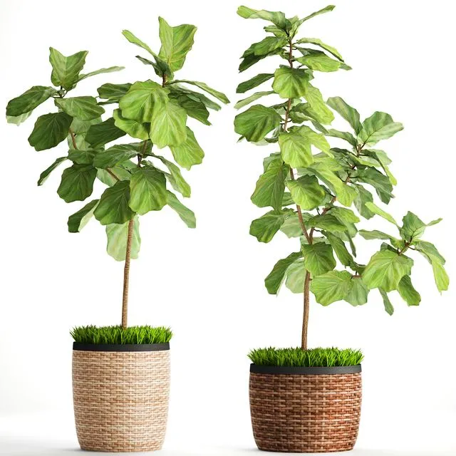 The ficus is lyrate. Collection. 2 3dsMax Model