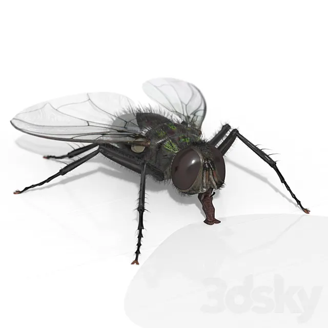 The Fly 3ds Max