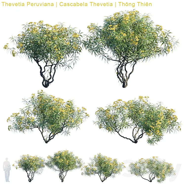 Thevetia Peruviana | Cascabela Thevetia 3DS Max