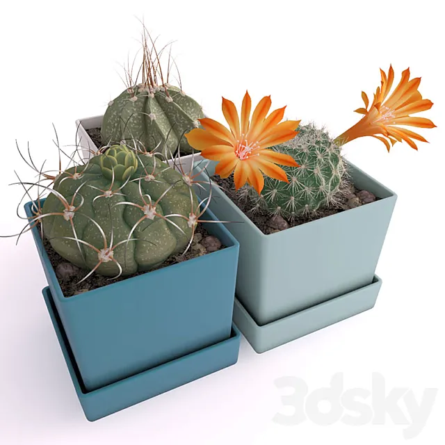 Three cactus 3DSMax File