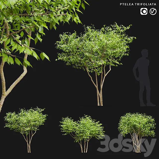 Three-leafed pteley | Ptelea trifoliata 3ds Max