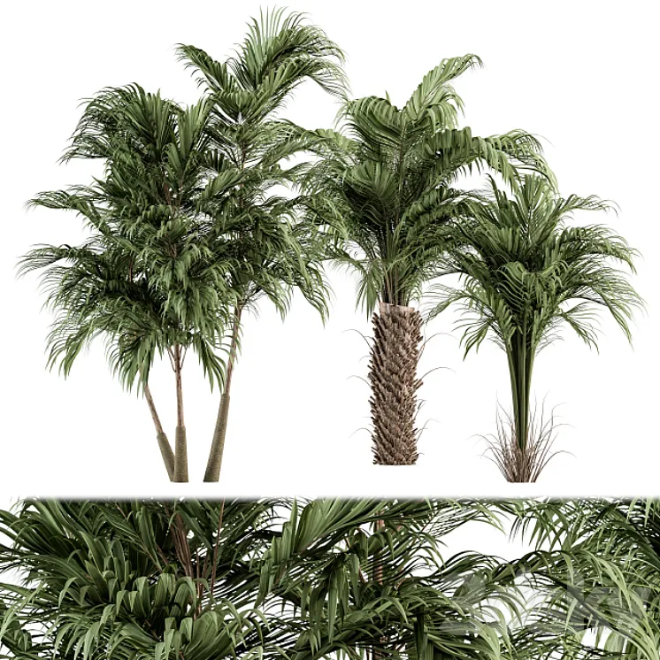 Three Type Palm Tree – Tree Set 55 3DS Max