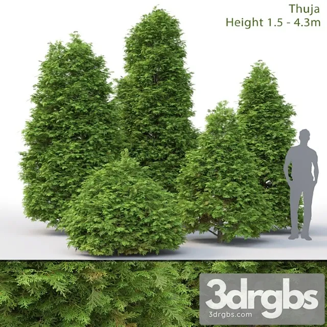 Thuja