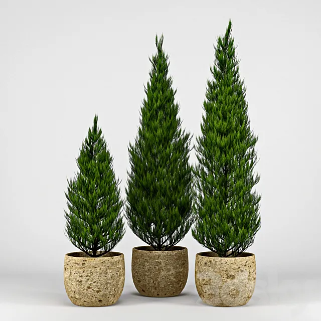 Thuja 3DS Max Model