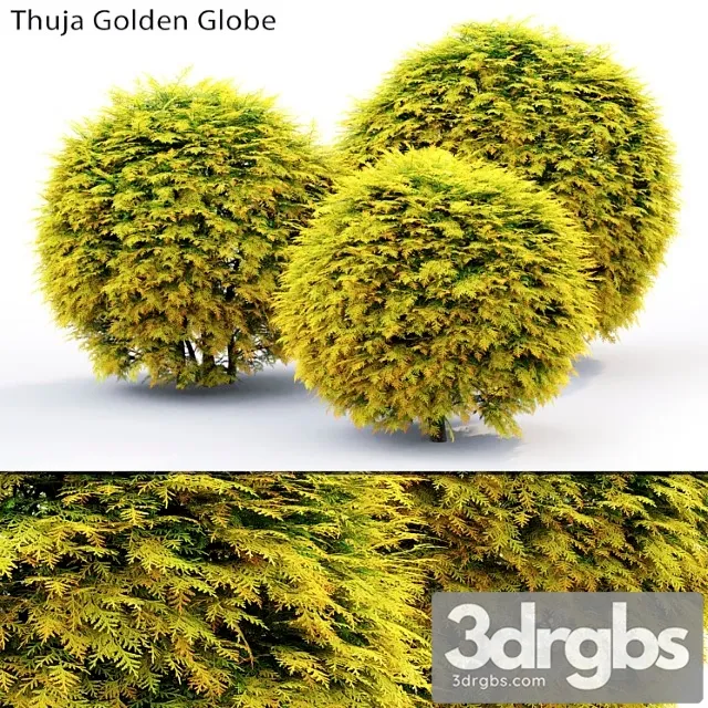 Thuja Golden Globe 3dsmax Download