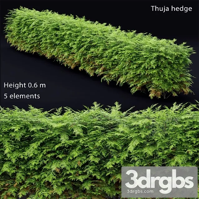 Thuja hedge