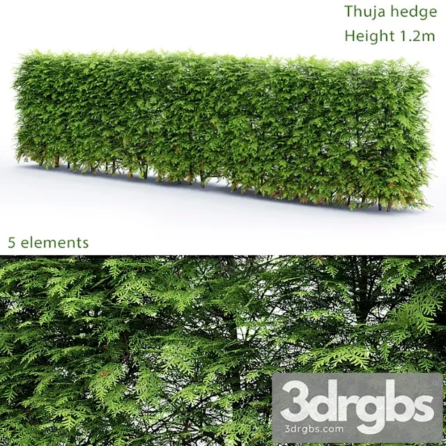 Thuja hedge_1
