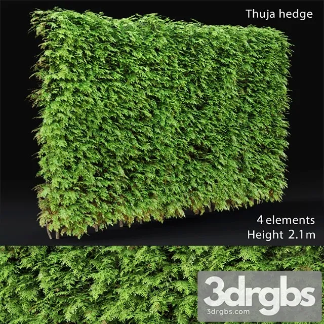 Thuja hedge_2