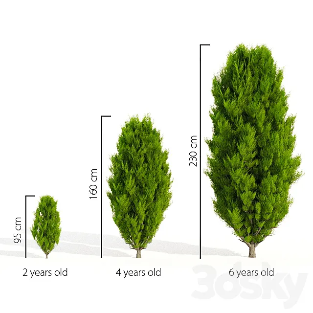 Thuja in 3 ages 3DS Max Model