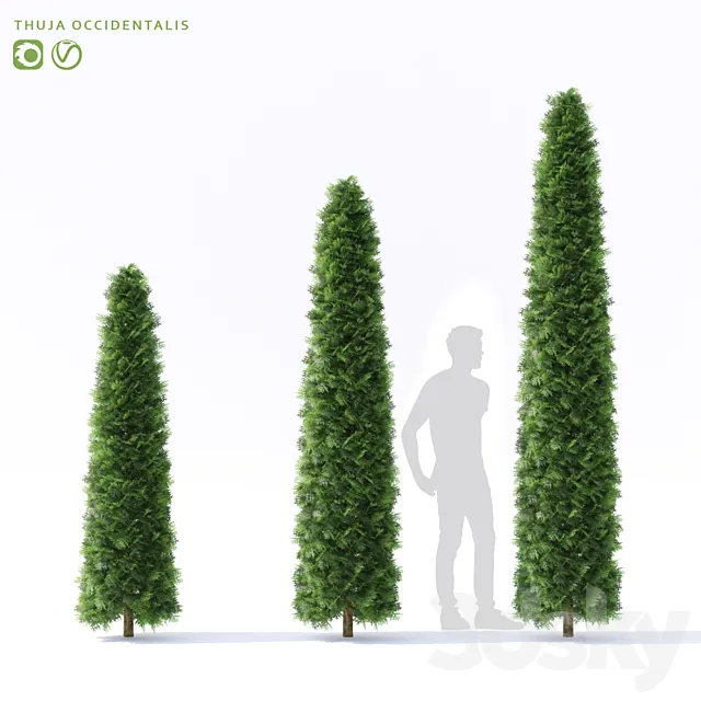 Thuja western | Thuja occidentalis 3ds Max