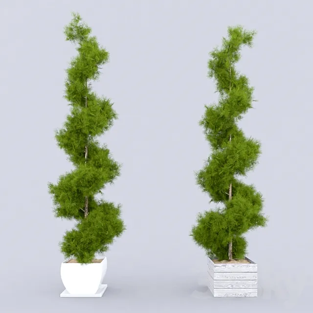 Thuja_plicata_001 3ds Max