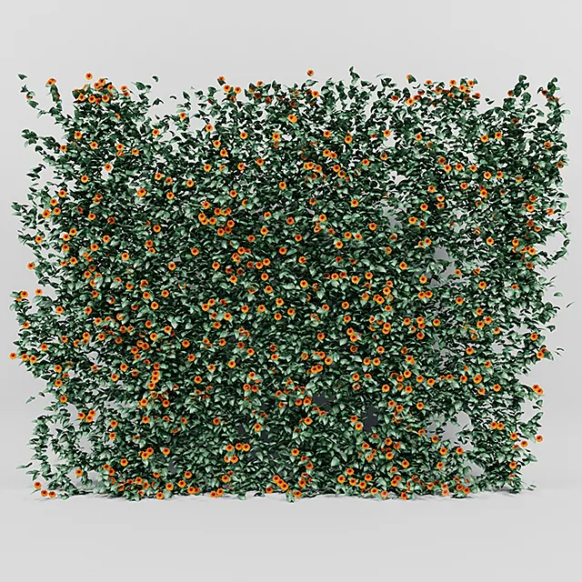 Thunbergia alata ivy 3ds Max