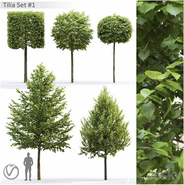 Tilia 3dsMax Model