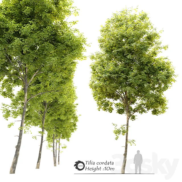 Tilia cordata (Linden) tree 3ds Max