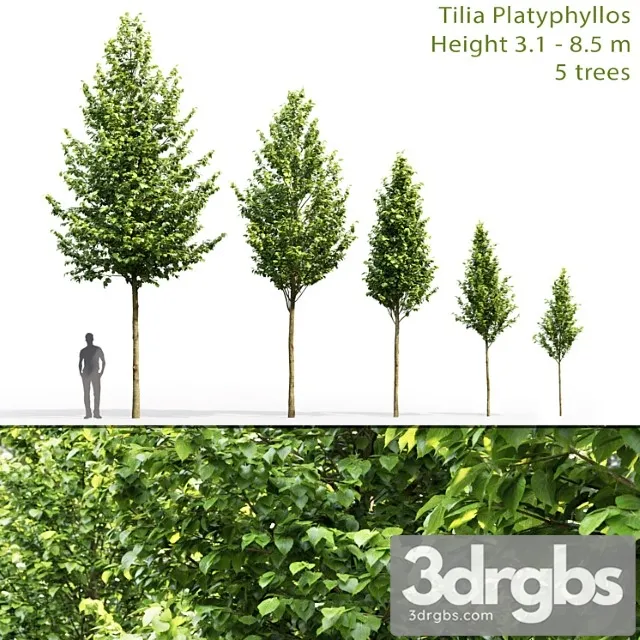 Tilia Platyphyllos 1 3dsmax Download