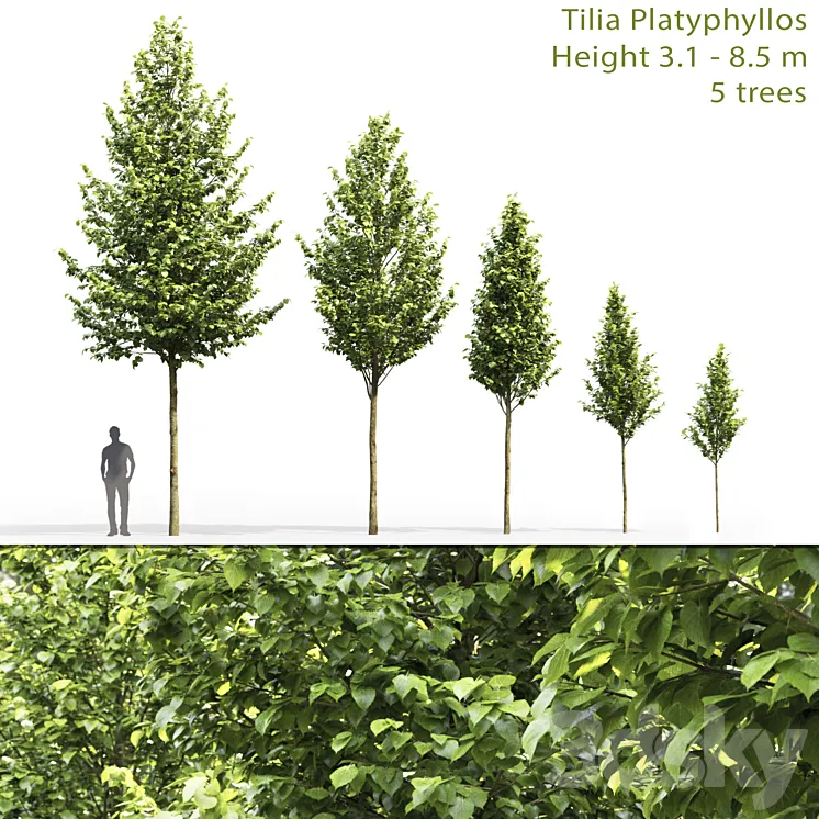 Tilia platyphyllos 3DS Max