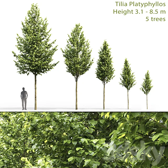 Tilia platyphyllos 3DSMax File