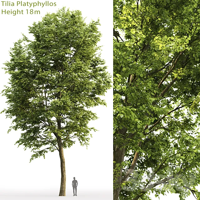 Tilia platyphyllos 3DSMax File