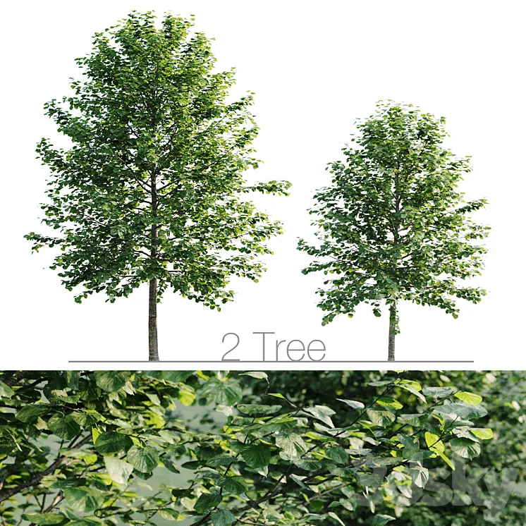 Tilia platyphyllos 8.5m and 6.3m 3DS Max