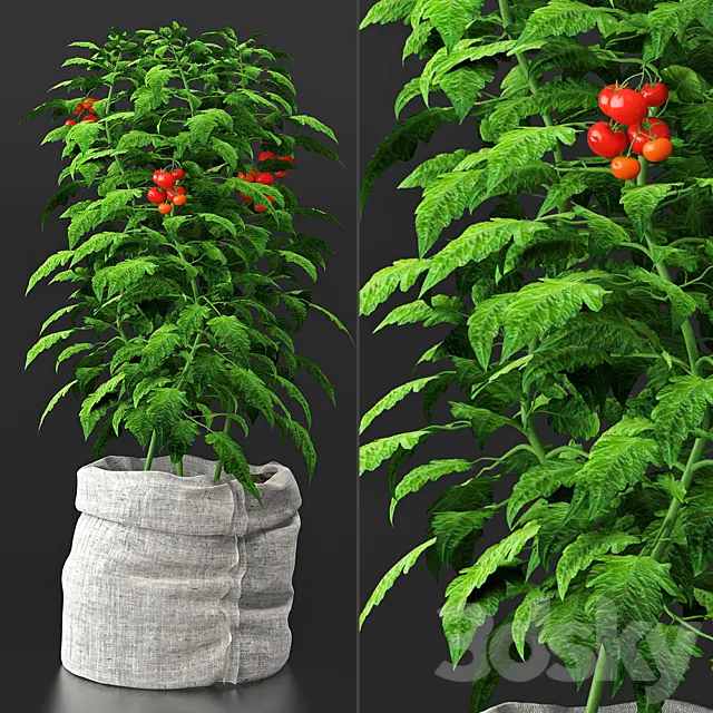 Tomato plant 3DSMax File