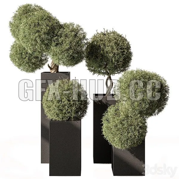Topiary Plant in Box Outdoor Plants 445 3dsMax Model