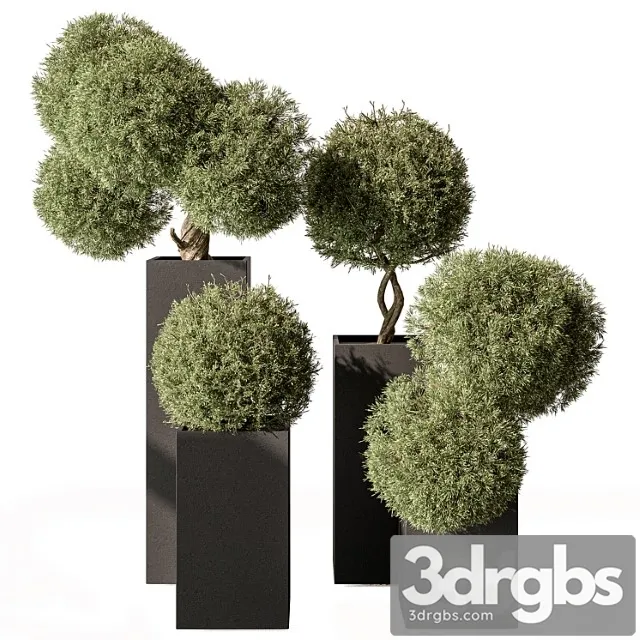 Topiary plant in box – outdoor plants 445