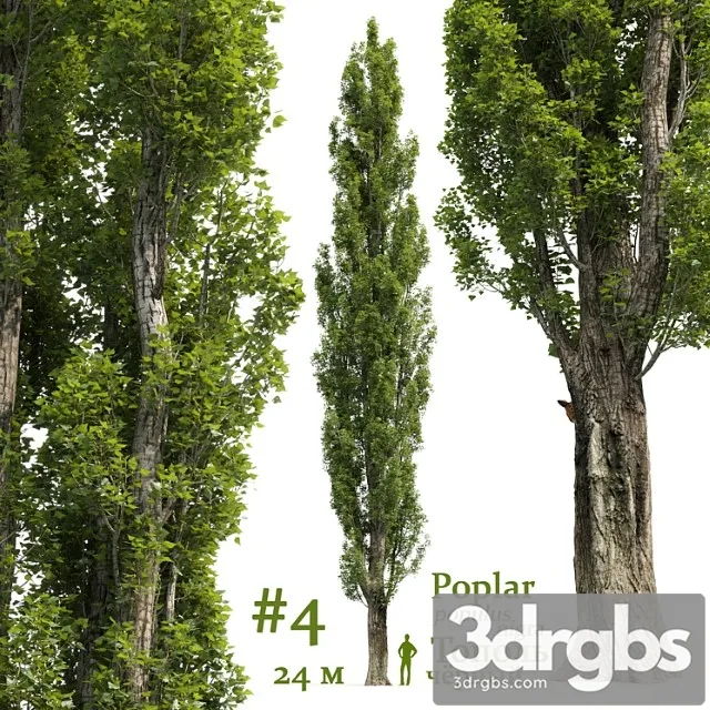 Topol Poplar Populus 4 3dsmax Download