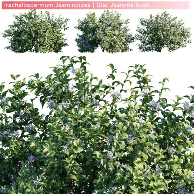 Trachelospermum Jasminoides Star jasmine bush 3dsMax Model