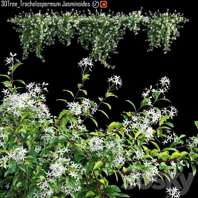 Trachelospermum Jasminoides | Star jasmine creeper 3ds Max