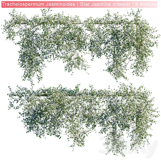 Trachelospermum Jasminoides | Star Jasmine creeper | 6 module 3DS Max Model