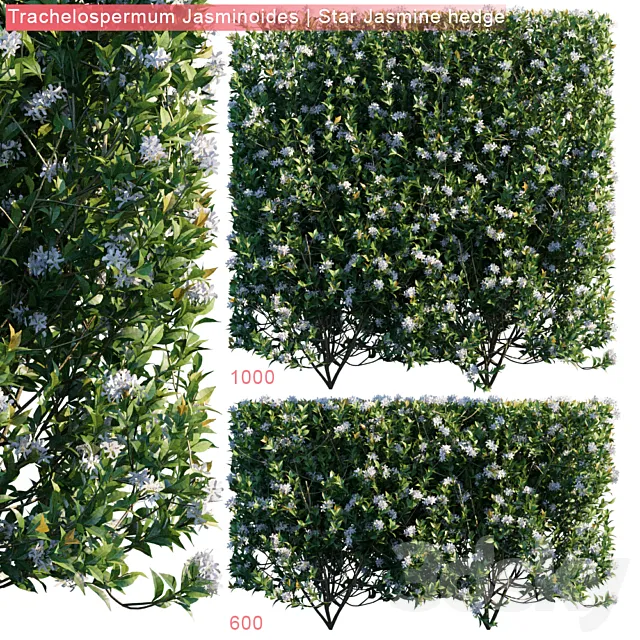 Trachelospermum Jasminoides | Star jasmine hedge 3ds Max